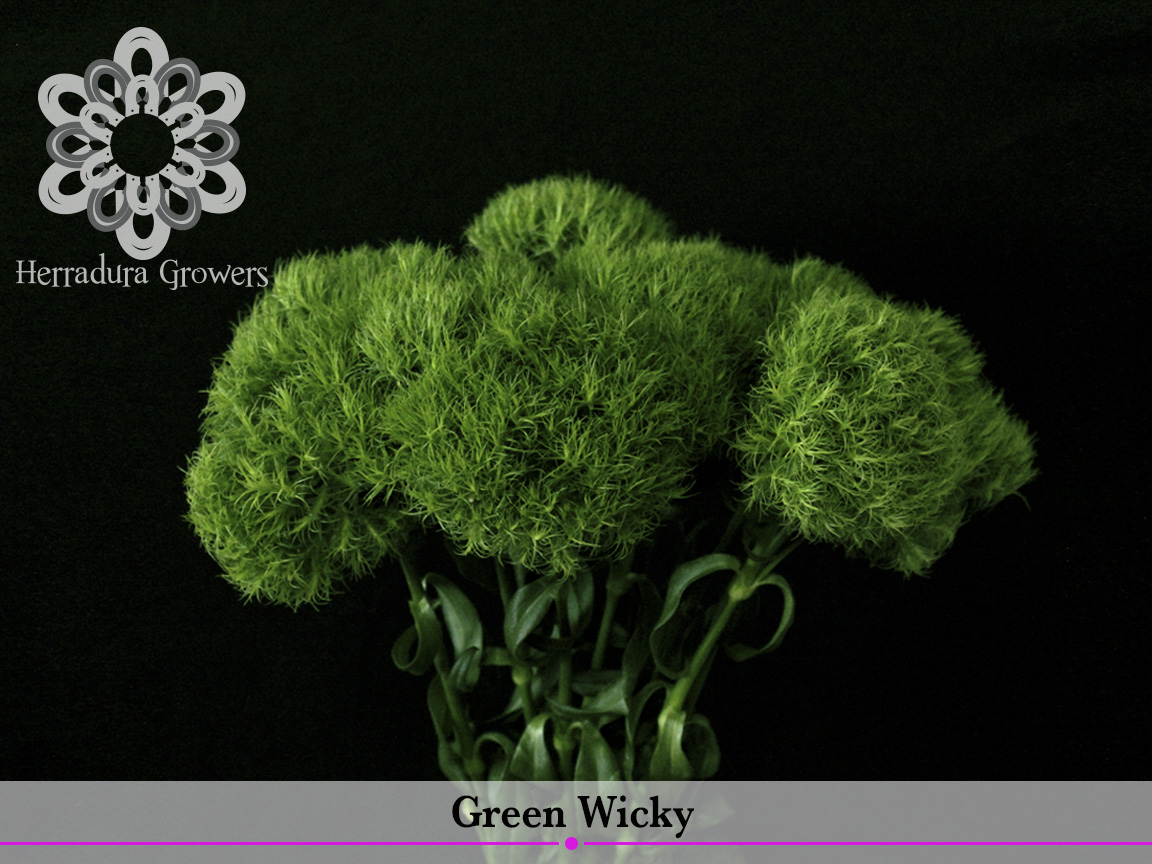 Green Wicky.jpg